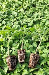 تصویر 1 از گوجه فرنگی گلخانه ای مصرف خام سالاد روزانه